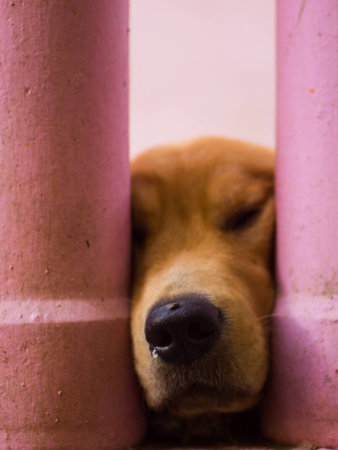 dog sickの写真素材