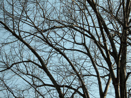 trees from Pozarevacの写真素材