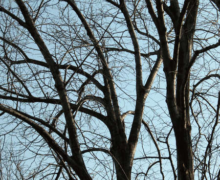 trees from Pozarevacの写真素材