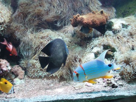 aqua fish homeの写真素材