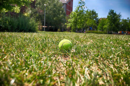 Tennis ball on green grass. Sport item.のeditorial素材
