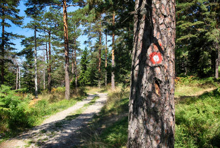 Walking through forest on a sunny summer day. View of the sign red and white circular mark on tree.の写真素材