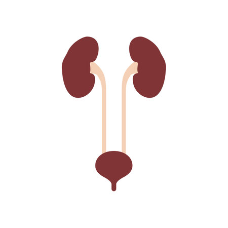 Flat icon kidneys and bladder isolated on white background. Human organs. Vector illustration.のイラスト素材
