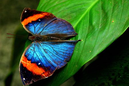 Orange blue butterfly on green leafの写真素材