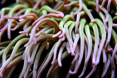 Purple green sea plants