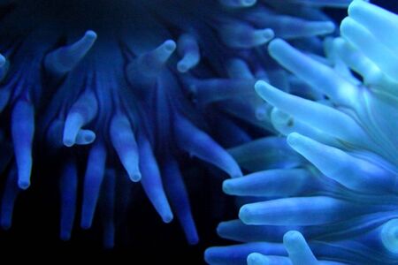 blue sea plants の写真素材