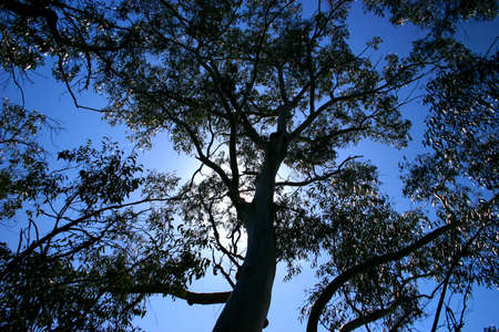 Tree silhouette on blue skyの写真素材
