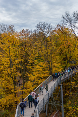 Autumn atmosphere in the Hainich National Park - Thuringia / Germanyのeditorial素材