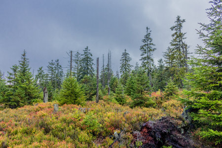 on the way in the autumn landscape through the beautiful harz - germanyの写真素材