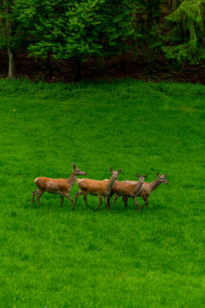 Walk to the red deer enclosure at Schmalkalder Wald in Thuringiaの写真素材