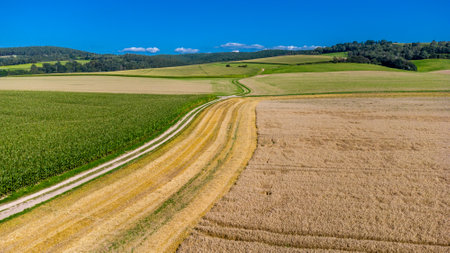 Late summer grain harvest near Fambach - Thuringia - Germany