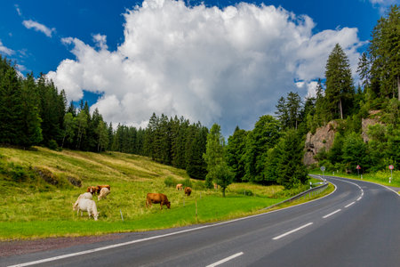 Late Summer walk through the Thuringian Forest near Kleinschmalkaldenの写真素材