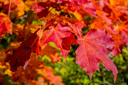 Autumn discovery tour along the magnificent HÃ¶rsel Mountains near Eisenach - Thuringia