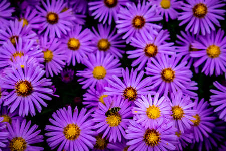 Beautiful flowers in the garden at homeの写真素材