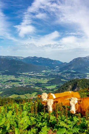 Beautiful exploration tour along the Berchtesgaden Alpine foothills - Jenner - Bavaria - Germanyの写真素材