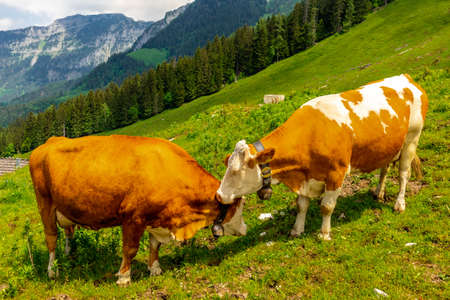 Beautiful exploration tour along the Berchtesgaden Alpine foothills - Jenner - Bavaria - Germanyの写真素材