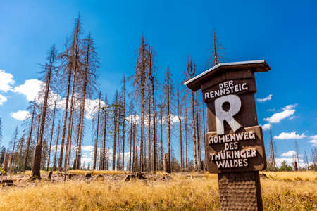 Summer hike along the Rennsteig between Brotterode and Eisenach in beautiful sunshine - Thuringia - Germanyの写真素材