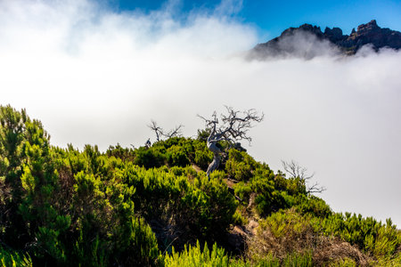 Hike to the highest point on the Azores island of Madeira - Pico Ruivo - Portugalの写真素材
