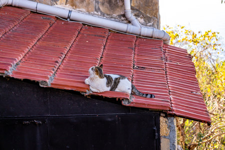 Exploring the city of Alanya with its imposing castle on the Turkish Rivera - Turkeyの写真素材