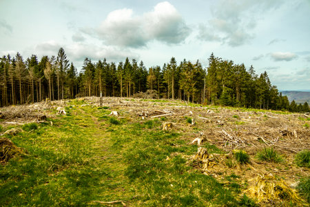 A short hiking tour from Bad Liebenstein to the Rennsteig, including the spring awakening in Altenstein Park in glorious sunshine - Thuringia - Germanyの写真素材