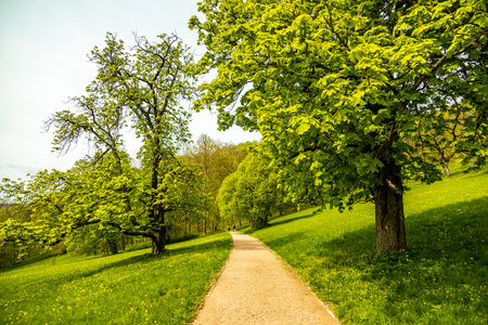 A short hiking tour from Bad Liebenstein to the Rennsteig, including the spring awakening in Altenstein Park in glorious sunshine - Thuringia - Germanyの写真素材