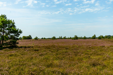 A wonderful hike through the unique and colorful landscape of the Behringer Heide - Bispingen - Lower Saxony - Germanyの写真素材