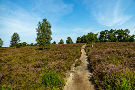 A wonderful hike through the unique and colorful landscape of the Behringer Heide - Bispingen -...