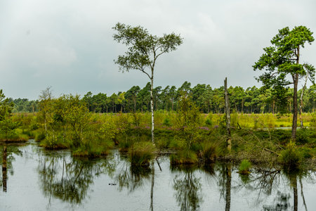 A wonderful hike through the unique and colorful landscape of the Osterheide - Bispingen - Lower...