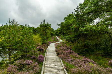 A wonderful hike through the unique and colorful landscape of the Osterheide - Bispingen - Lower Saxony - Germanyの写真素材
