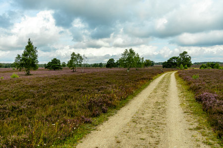 A wonderful hike through the unique and colorful landscape of the Osterheide - Bispingen - Lower Saxony - Germanyの写真素材