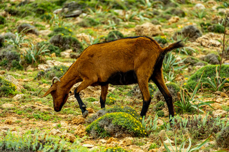 Hike to the Talaia de son Jaumell mountain and viewpoint just outside the town of Cala Rajada - Mallorca - Spainの写真素材