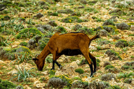 Hike to the Talaia de son Jaumell mountain and viewpoint just outside the town of Cala Rajada - Mallorca - Spainの写真素材