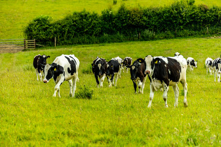 Traveling through the beautiful British countryside on the North Devon coast - United Kingdom