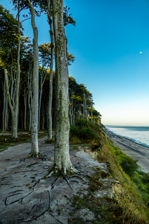 Out and about on the Baltic Sea beach of Nienhagen at the mystical ghost forest -...
