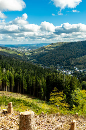 Autumn plant splendor in the Thuringian Forestの写真素材