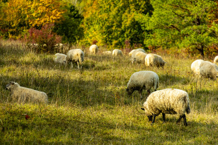 A colorful autumnal hike through the beautiful landscape of the Saale Horizontale near Jena - Thuringia - Germanyの写真素材