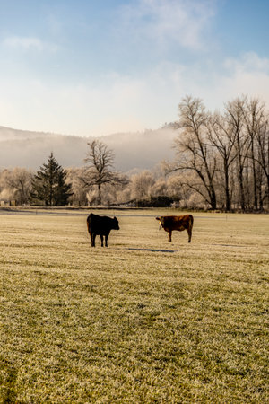 Morning winter walk through the cold season in the frosty valleyの写真素材