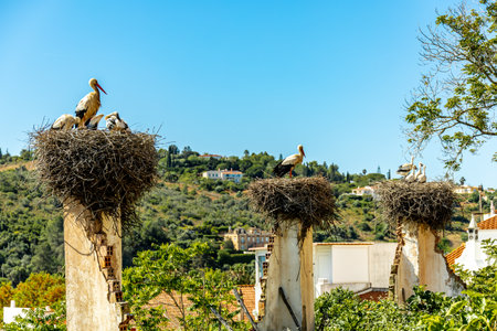 Visit to the former historical capital of the Algarve Silves on the Rio Arade with its imposing castle - Portugalの写真素材
