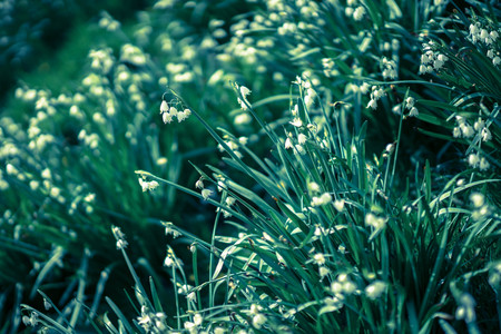 White flowers in a field in Stroud, taken in Spring.