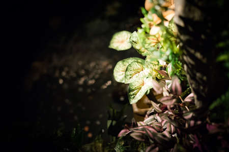 Plants in a bar in the city of Barcelona.の写真素材