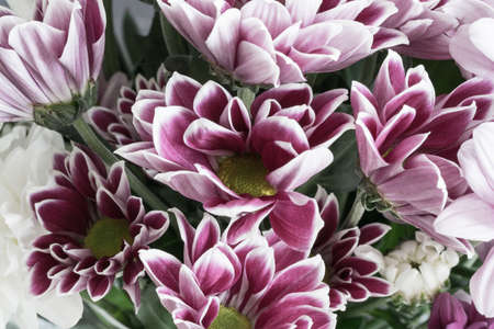 A close up shot of flowers taken in autumn.