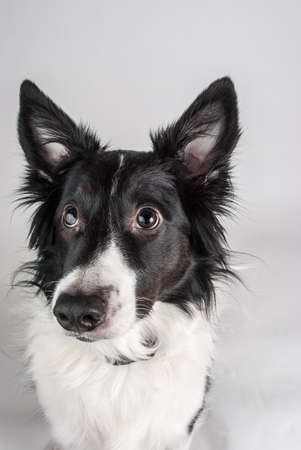 Photograph of a Border Collie looking off cameraの写真素材