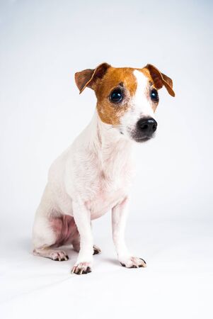 Photograph of a Jack Russell beggingの写真素材