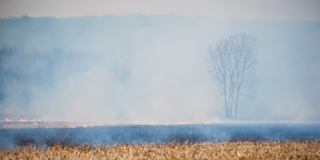 Photograph of a smoke shrouded barren tree as fire burns around its base.の写真素材
