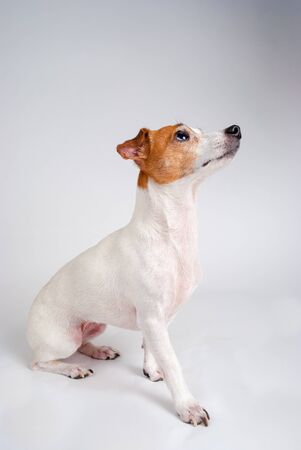 Photograph of a Jack Russell Terrier looking off camera.の写真素材