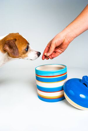 Photograph of a lone Jack Russell about to et a treat from a colorful cookie jar taken on a white background.  Most of Jack Russell is off camera.の写真素材