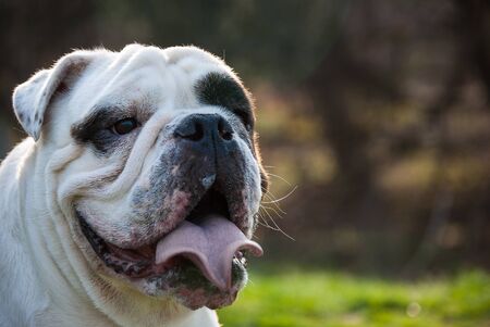 Photograph of a smiling American Bulldog located in a park in Baltimore Maryland の写真素材