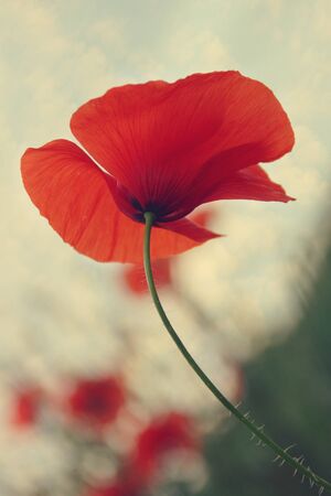 red poppy photographed against cloudy skyの写真素材