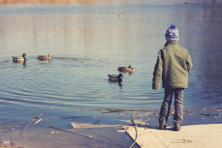 Little boy feeding ducks in the parkの写真素材