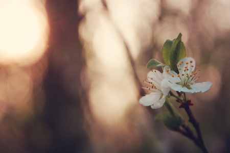 Cherry flower in sunset light